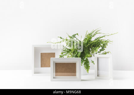 beautiful potted fern and empty photo frames on white  Stock Photo