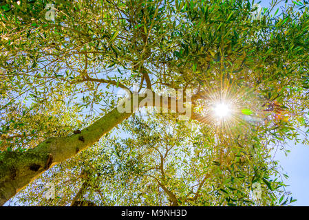 Sun shining through the foliage of an olive tree in summer, view from below Stock Photo