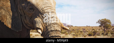 Composite image of close-up of elephant showing its tusk Stock Photo