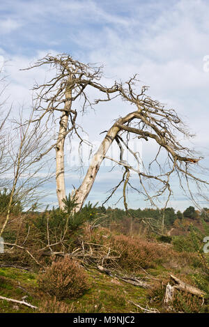 Dead trees standing out against cloudy skies surrounded by the heathland of National Trusts FRensham Little Pond in Surrey Hills AONB, England. Stock Photo