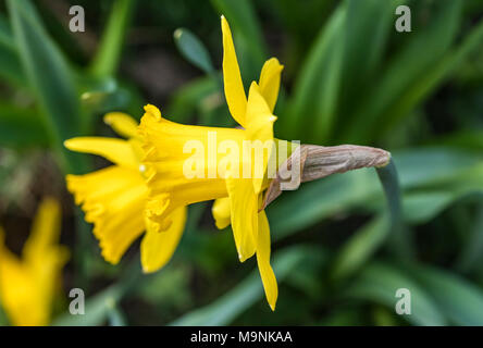 Single Daffodil (Narcissus) in early Spring in the UK. Stock Photo