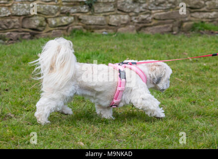 White Shih Tzu dog (Chrysanthemum Dog) running on grass in the UK. Stock Photo
