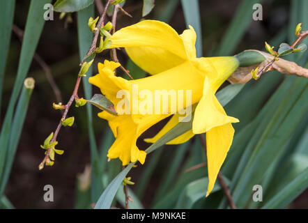 Single Daffodil (Narcissus) in early Spring in the UK. Stock Photo