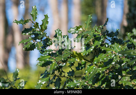 Common Holly leaves (Ilex aquifolium) growing on a Holly bush in Winter in the UK. Stock Photo