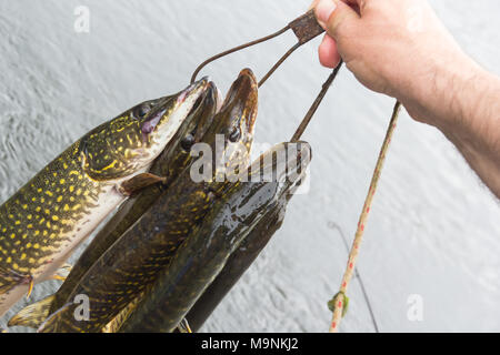 Freshwater Northern pike fish know as Esox Lucius. Stock Photo
