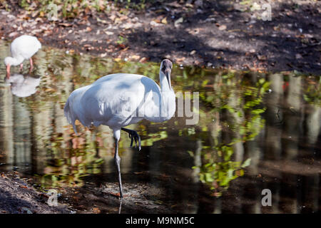 Whooping Crane standing on one leg in a creek