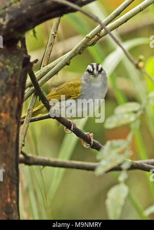 Black-striped Sparrow (Arremonops conirostris) adult perched on branch  Nono-Mindo Road, Ecuador            February Stock Photo