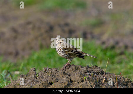 Meadow pipit (Anthus pratensis) foraging on molehills in grassland Stock Photo