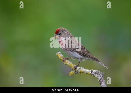 Common redpoll (Acanthis flammea / Carduelis flammea) male perched on branch Stock Photo