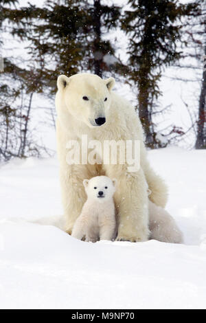 Polar Bear Mom and Cub Stock Photo