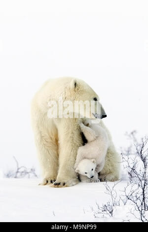 Polar Bear Mom and Playful Cubs Stock Photo