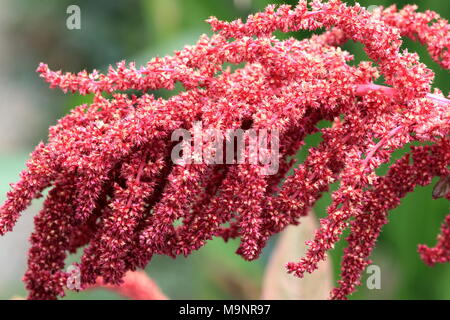 Amaranthus tricolor seeds or known as Red Amaranth Stock Photo