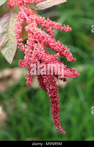 Amaranthus tricolor seeds or known as Red Amaranth Stock Photo