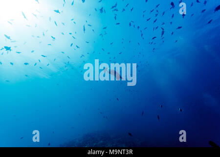 hawksbill turtle swimming with school of fish in clear blue ocean Stock Photo