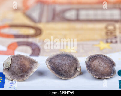 Three Moringa seeds placed on top of a fifty-euro bill. Stock Photo