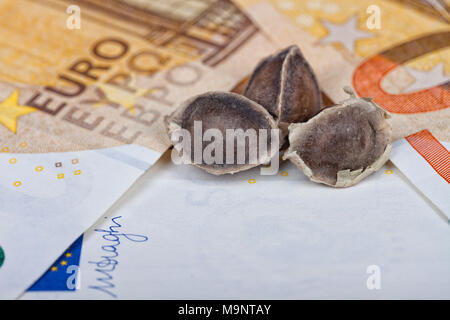 Three Moringa seeds placed on top of euro bills. Stock Photo