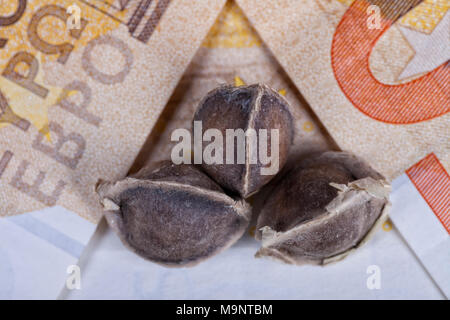 Three Moringa seeds placed on top of euro bills. Stock Photo