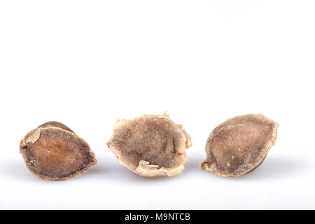 Three Moringa seeds isolated on white background. Stock Photo