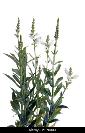 'Summer Snow' Obedient plant, Drakmynta (Physostegia virginiana) Stock Photo