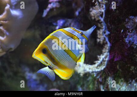 The Copperband Butterflyfish (Chelmon Rostratus) in a marine acquarium Stock Photo
