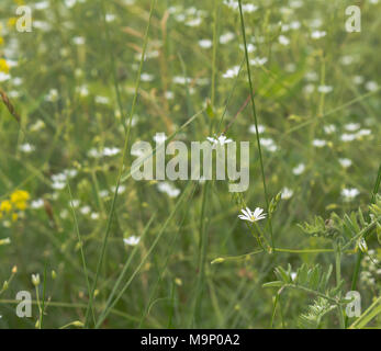 Pretty white flowers blooming in the meadow Stock Photo