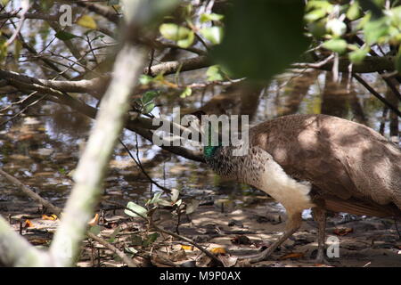 Female Indian Peacock (Pavo Cristatus) Foraging in Underbrush Stock Photo