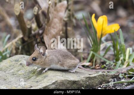 Yellow-necked mouse (Apodemus flavicollis), Hesse, Germany