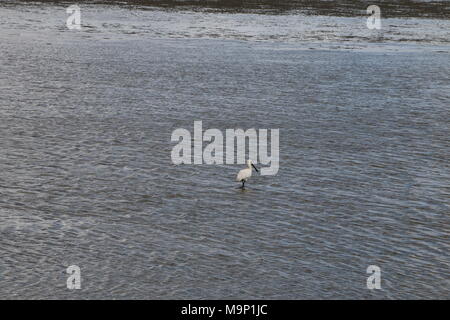 Spoonbill searching food by low tide in the wadden sea Stock Photo