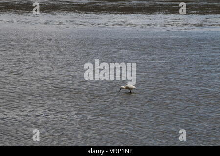 Spoonbill searching food by low tide in the wadden sea Stock Photo