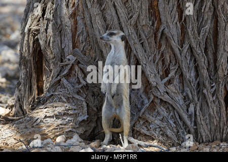 Meerkat (Suricata suricatta), adult male standing in front of the trunk of a tree, alert, Kgalagadi Transfrontier Park Stock Photo