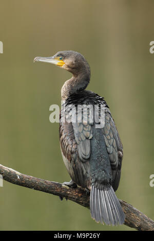 Great cormorant (Phalacrocorax carbo), sits on a branch above the water, Allgäu, Bavaria, Germany Stock Photo