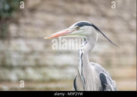 close-up portrait of a grey heron against a neutral background Stock Photo