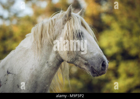 Camargue stallion (Equus), animal portrait, Stallion, France Stock Photo