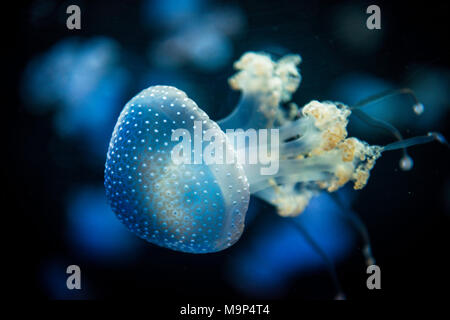 White-spotted Jellyfish (Phyllorhiza punctata), black background, captive Stock Photo