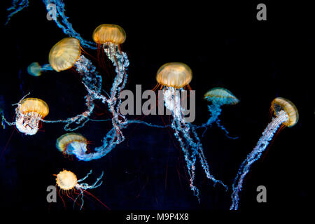 Compass jellyfish (Chrysaora hysoscella), black background, captive