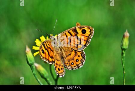 wall brown (Lasiommata megera) butterfly Stock Photo