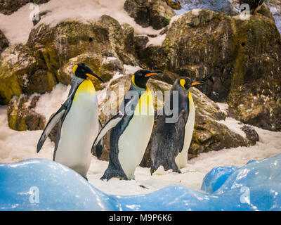 King penguins (Aptenodytes patagonicus), captive, Penguinarium Planet Penguin, Loro Parque, Tenerife Zoo, Puerto de la Cruz, Tenerife, Canary Stock Photo