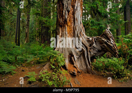WA13925-00...WASHINGTON - Dead tree in the midst of a healthy rain forest on the Hoh River Valley of Olympic National Park. Stock Photo
