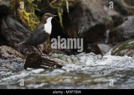 White-throated Dipper (Cinclus cinclus), sitting on a stone in a stream, Emsland, Lower Saxony, Germany Stock Photo