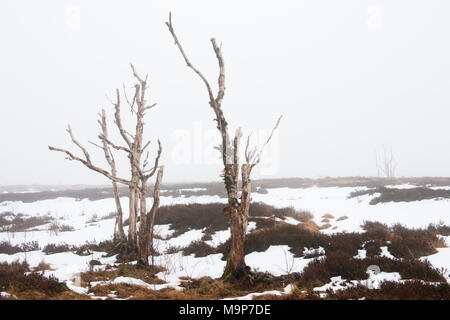 Dead birch (Betula pubescens) in the winter moor, High Fens, Belgium Stock Photo