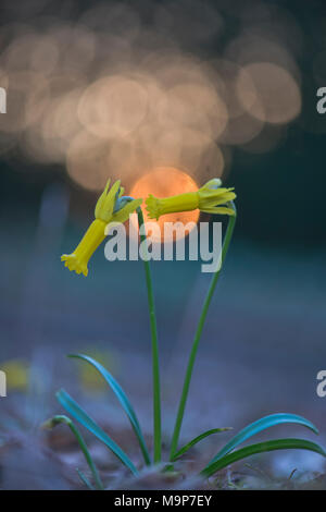 Cyclamen-flowered daffodil (Narcissus cyclamineus) with light reflections, Emsland, Lower Saxony, Germany Stock Photo