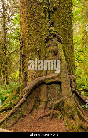 Open side of tree roots on a trail Stock Photo - Alamy