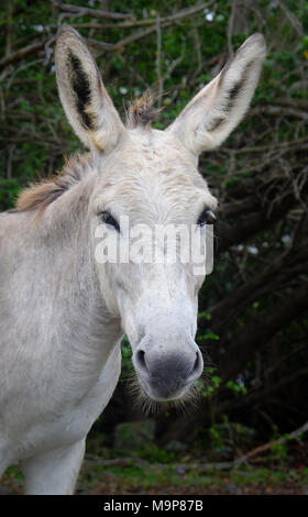 Friendly wild donkeys roam free on the island of St. John in the US
