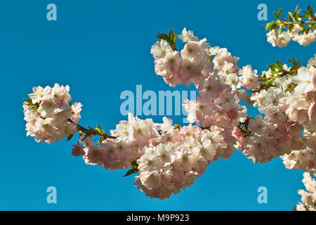 Branch, pink flowering spring cherry Accolade, Prunus serrulata (prunus sargentii x subhirtella accolade), flowers in spring Stock Photo