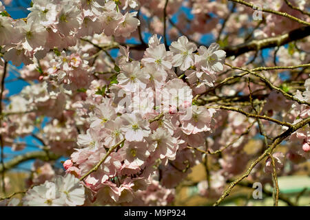 Pink flowering spring cherry Accolade, Prunus serrulata (prunus sargentii x subhirtella accolade), flowers in spring, Bavaria Stock Photo
