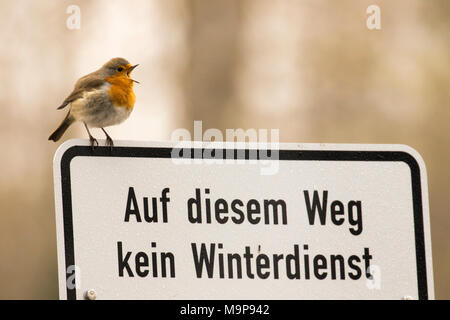 Chirping European robin (Erithacus rubecula) stands on a sign for pedestrians, Hesse, Germany Stock Photo