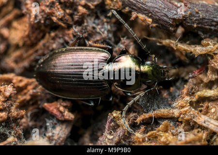 Dorsal view of Ground Beetle (Agonum muelleri) resting on the ground in woodland. Tipperary, Ireland Stock Photo