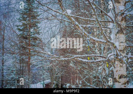 Outdoor view of pine tree branches covered with snow inside the forest in Norway Stock Photo