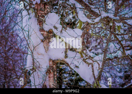 Outdoor view of pine tree branches covered with snow inside the forest in Norway Stock Photo