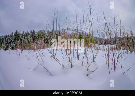 Outdoor view of dry pine tree branches covered with snow inside the forest in Norway Stock Photo